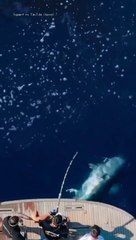 WHILE FISHING, A GIANT WHALE JUMPED#short