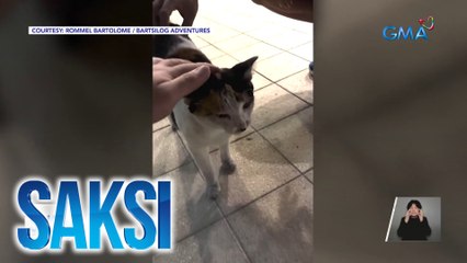 Libreng kapon at bakuna para sa mga stray cat, handog ng ilang volunteer | Saksi