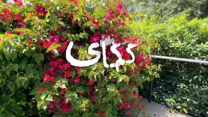 ویژه برنامه آینه – جمعه 8 تیر 1403