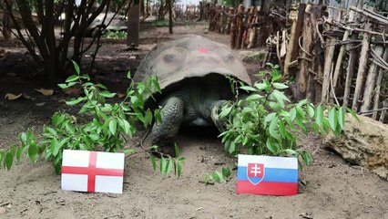 Traitor tortoise chooses Slovakia to win