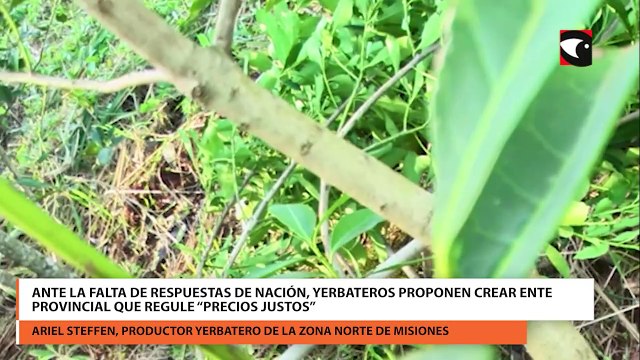 Ante la falta de respuestas de nación, yerbateros proponen crear ente provincial que regule precios justos