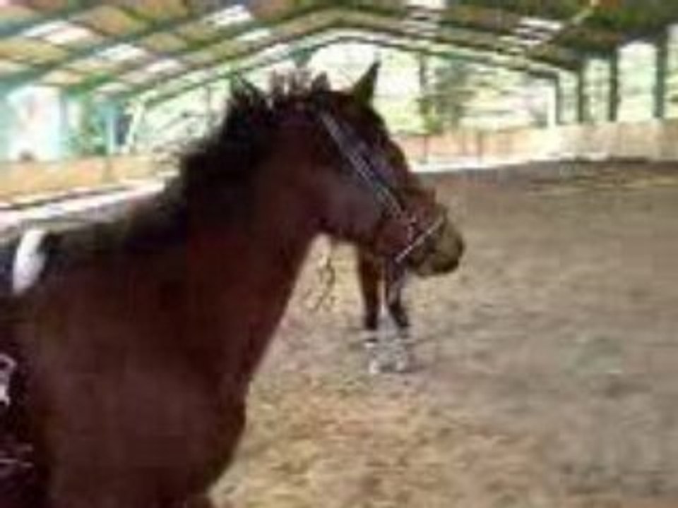 Sarah & Oregon (longe)