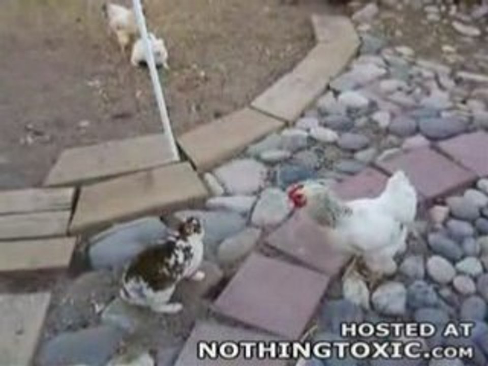 Intervention des poulets contre des lapins