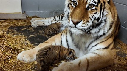 MN Zoo Tiger Cubs
