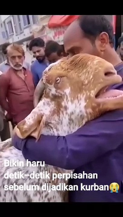 Kambing Nangis