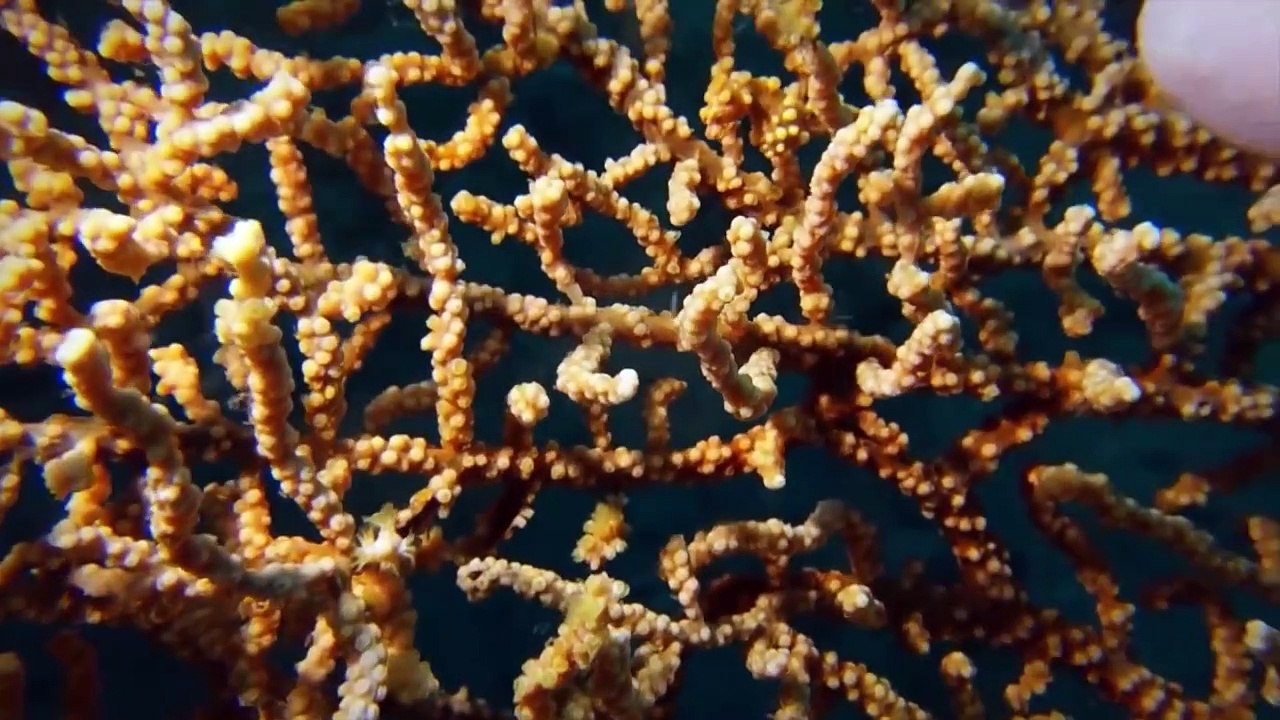 Top 10 Invisible Animals In The World-(1080p60)