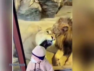 Funniest Birds, Cats & Dogs!