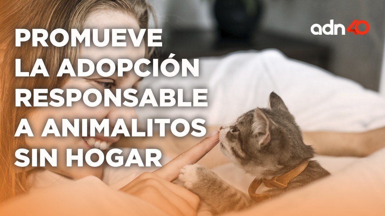 La fundación "Calidad de Vida animal" busca darle una segunda oportunidad a un animalito sin hogar
