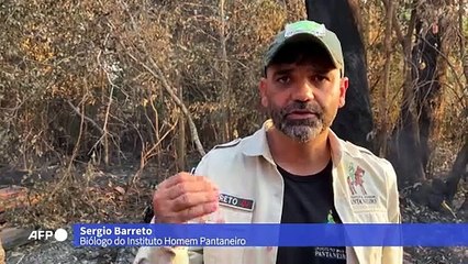 Casal de tuiuiú resiste aos incêndios no Pantanal
