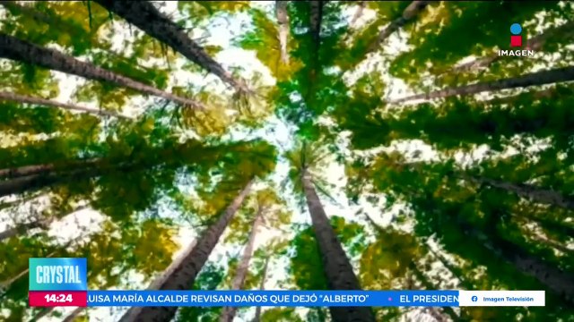 Hoy es el Día Mundial del Árbol