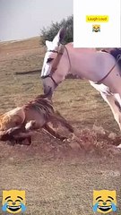 #FUNNYVIDEO#FUNNYMOMENTS#LAUGH#FUNNY