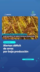 Alertan déficit de arroz por baja producción