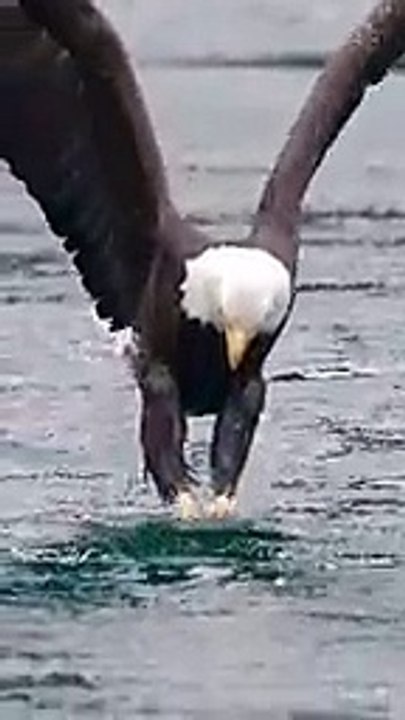 Eagle catch fish 