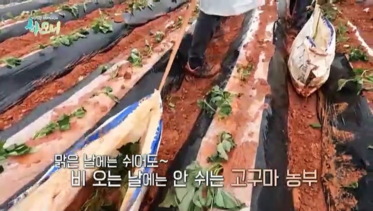 [하모니] 해남 꿀고구마 부부의 러브 하우스 - 2부