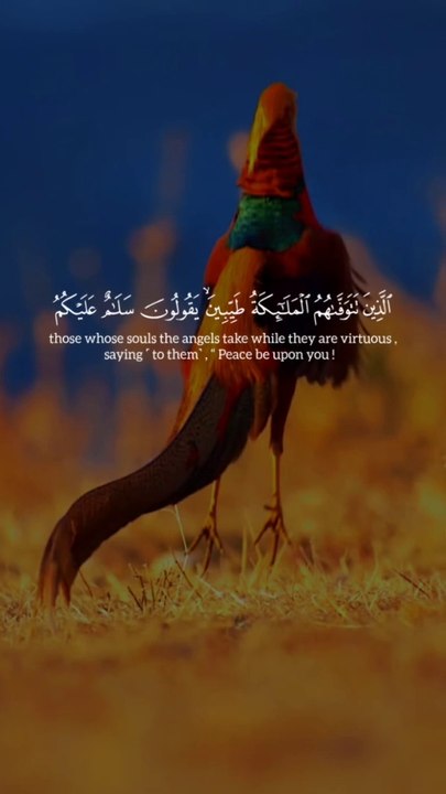 Beautyfull bird vedio and tha Hollyquran