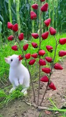 rabbit_eat_strawberries_#rabbit_#bunny_#cute_#pets_#youtubeshorts(720p)
