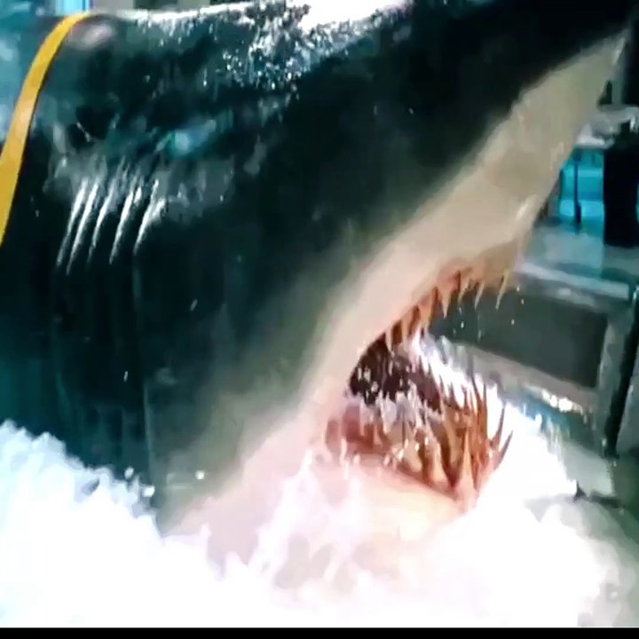Dangerous Shark attacks human