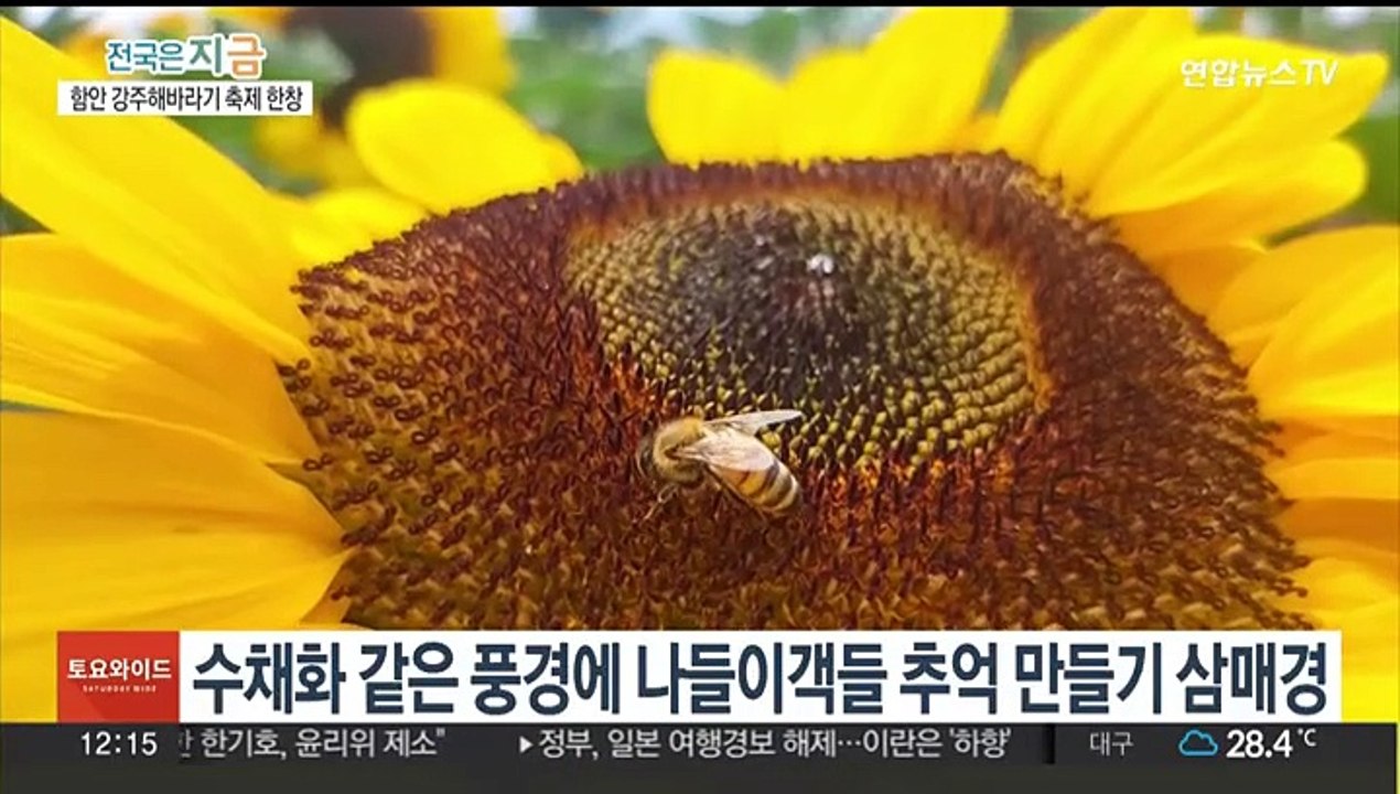 활짝 핀 해바라기에 웃음꽃도 활짝…함안 강주해바라기 축제