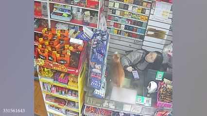 Laugh all day with these Funny Cats 2024! -(720p)