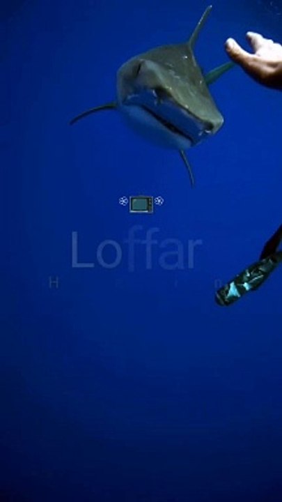 Beautiful creatures of the sea || Loffar Hub