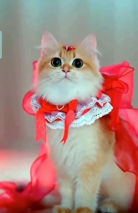 funny cat video cute kitten