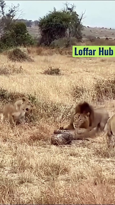 Top wildlife Animal fighting.Loffar Hub