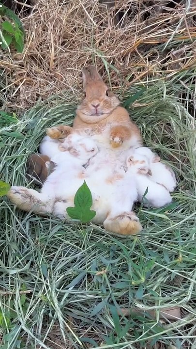 Top wildlife Animal a beautiful rabbit mom feeding the child.Loffar HUB