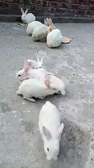 Cute baby rabbits