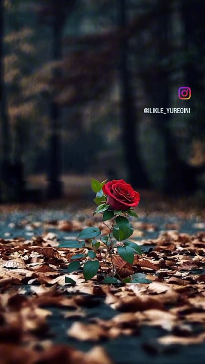 Beautiful Red rose 