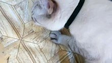 My Cat  eating corn