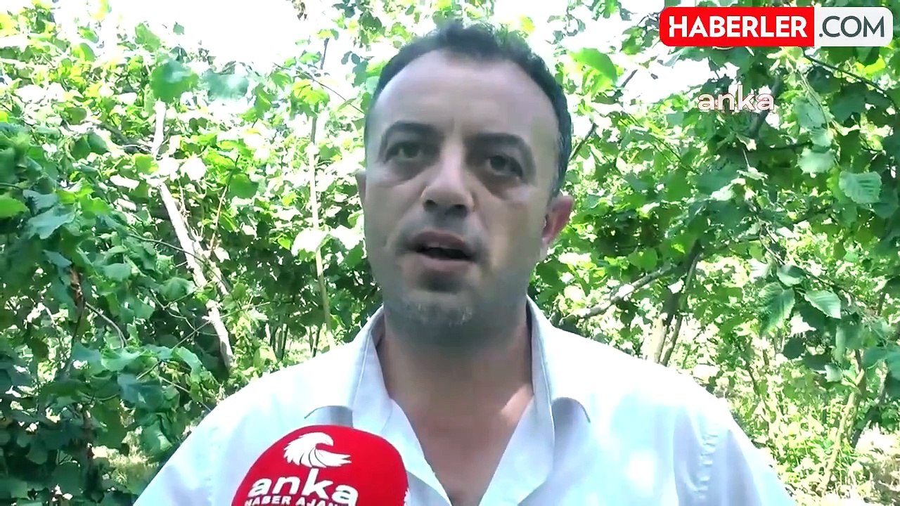 Akçakoca Ziraat Odası Başkanı: Fındık alım fiyatı 180 TL'nin altında olursa işi bırakırız