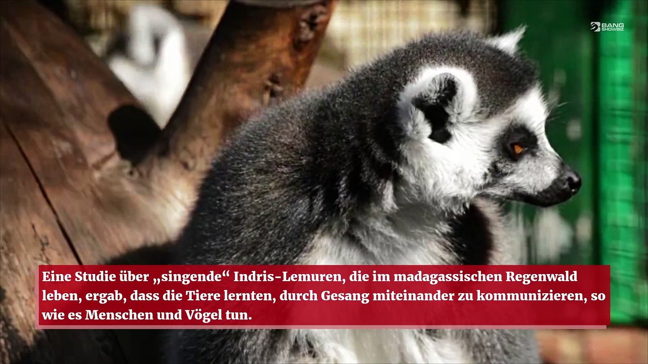 Singende Lemuren könnten zeigen, wie sich der Mensch entwickelte, um Musik zu machen