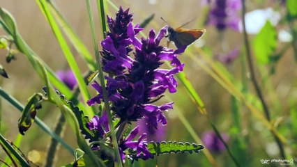 Mon GR Préféré - GR® 22 Mont-Saint-Michel