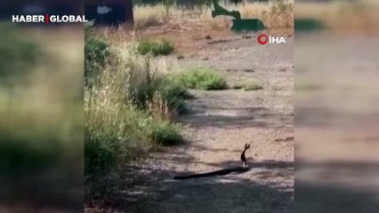 Kavga ettiklerini sandığı yılanları görüntüledi, çiftleşme dansı olduğunu sonradan anladı