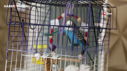 Muhabbet kuşundan ''Sayın Erdoğan'' tiradı kahkahaya boğdu