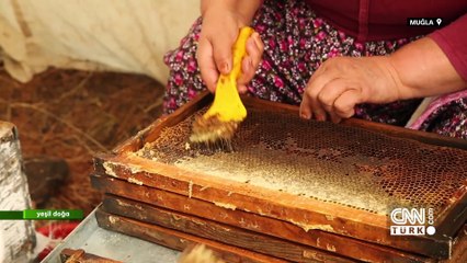 Gerçek balın hikayesi Yeşil Doğa'da ekrana geldi