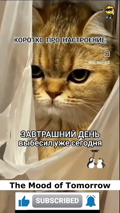 Humor  - The Mood of Tomorrow #funny #funnyfails #funnyvideo #humor #humour #humormemes #fails