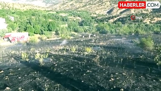 Batman'da görülen etçil çekirge büyüklüğü ile dikkat çekti