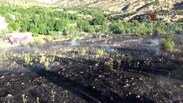 Batman'da 20 santimetre büyüklüğündeki etçil çekirge görenleri hayrete düşürdü