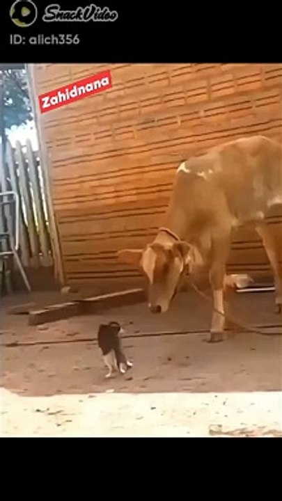 Cow and cat