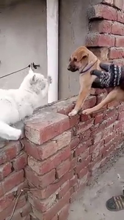 Cat and dog fight