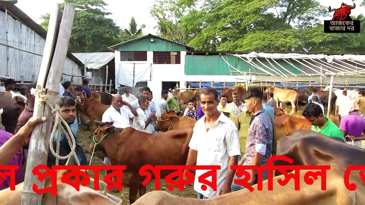 সরকার হাটের গৃহস্থলী গরুর বাজার। সব জাতের গরু পাবেন কম দামে।বাছুর সহ গরু পাবেন নাম মাত্র দামে।