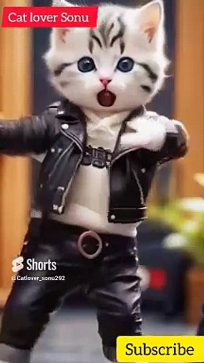 Cat dance__Cute Cat dance video|funny cat dance video