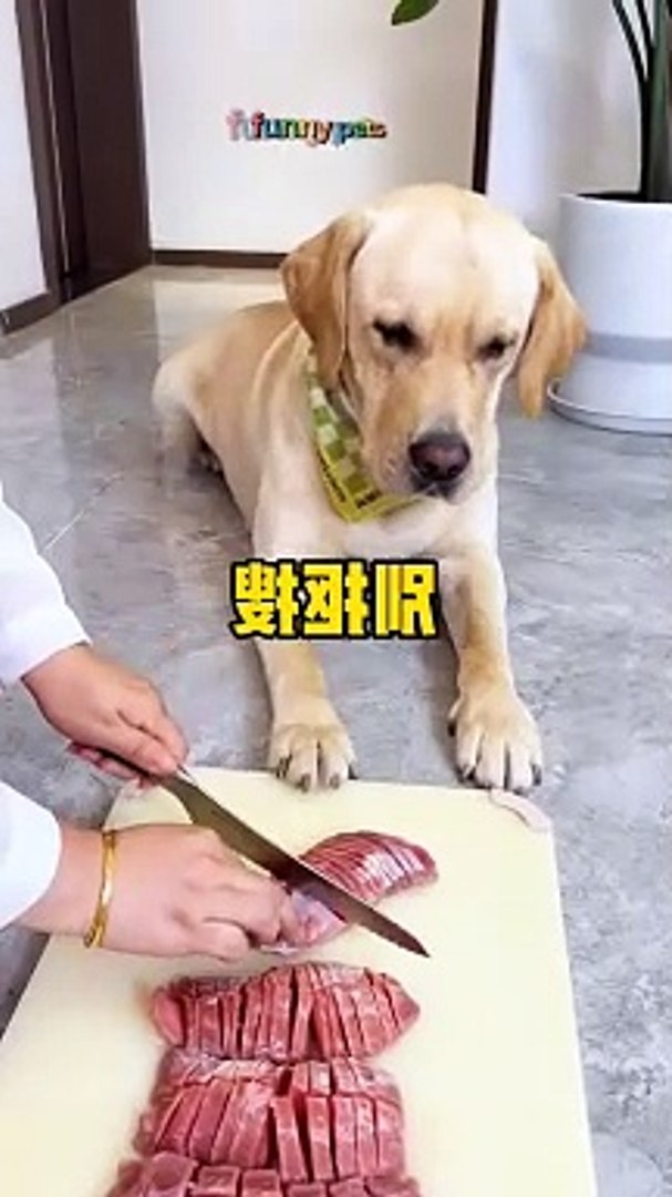 Funny pets