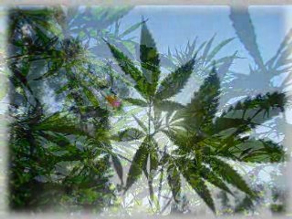 ras matthew ganja in my brain