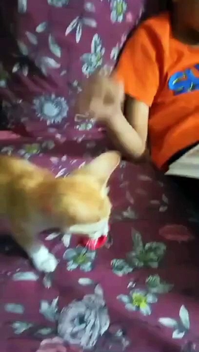 Active Kitty