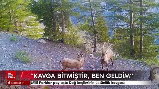 Milli Parklar paylaştı: Dağ keçilerinin üstünlük kavgası