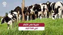 ضريبة على الأبقار في هذا البلد