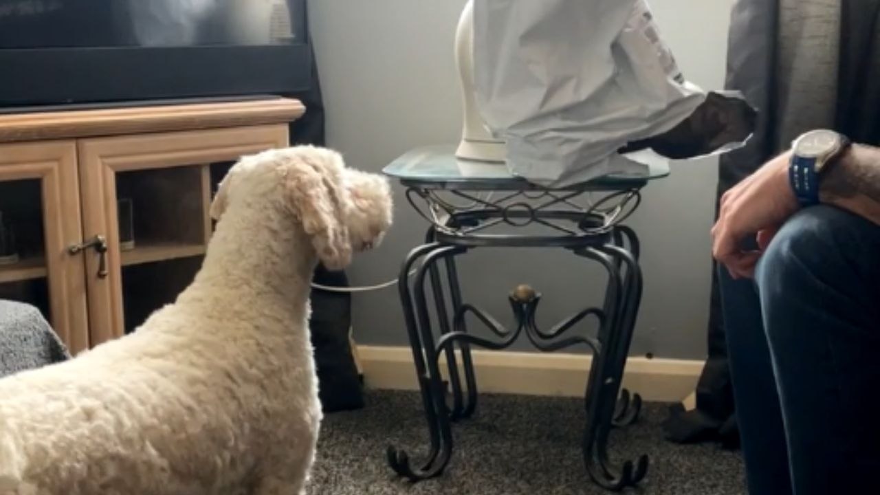 Pups turn into Courage the Cowardly Dog after coming across plastic falcon
