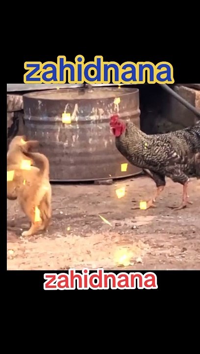 Dog fany video